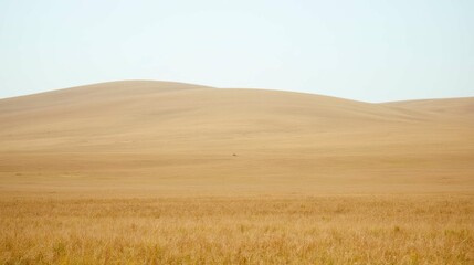 Obraz premium Vast Golden Plain Under Clear Blue Sky in Serene Landscape