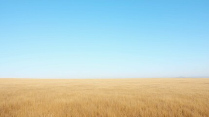 Vast Golden Field Under Clear Blue Sky in Tranquil Landscape