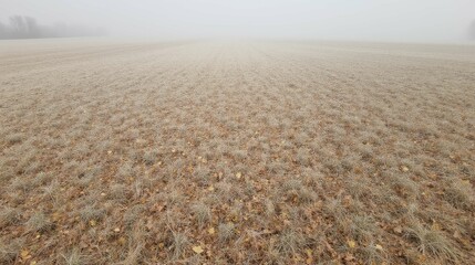 Foggy Landscape with Grass and Frost in Early Morning Light