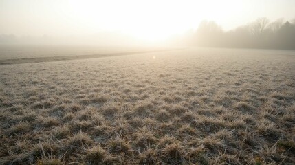Frosted Field at Dawn with Soft Light and Fog in the Background