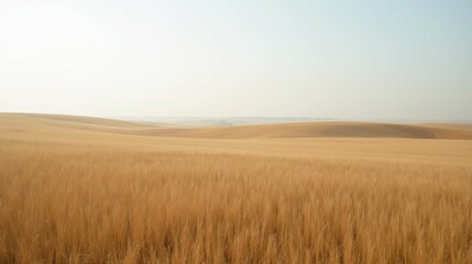 Obraz premium Expansive Golden Wheat Field Under Soft Blue Sky in Rural Landscape