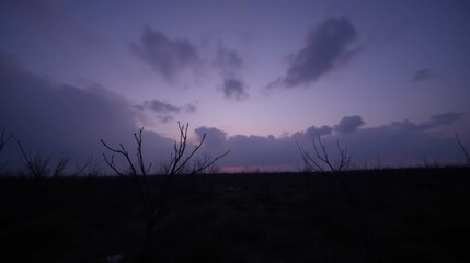 Fototapeta premium Serene Twilight Landscape with Bare Trees and Soft Cloud Cover