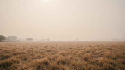 Fototapeta premium Misty Landscape with Tall Grass Under a Hazy Sky at Sunset