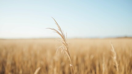 Naklejka premium Lone Grass Blade Against Blue Sky in Golden Field Landscape