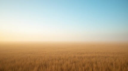 Foggy Wheat Field Under Soft Blue Sky at Dawn Landscape Scene