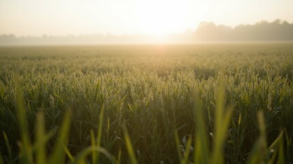 Fototapeta premium Serene Morning Light over Lush Green Rice Field at Sunrise