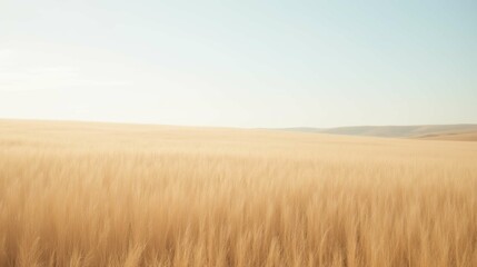 Obraz premium Golden Wheat Field Under Clear Blue Sky in Late Afternoon Light