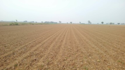 Vast Empty Agricultural Field with Sparse Vegetation and Horizon