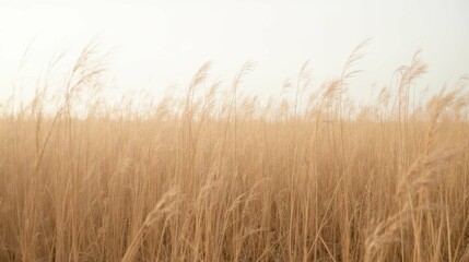 Fototapeta premium Serene Landscape of Tall Golden Grass Under Soft Overcast Sky