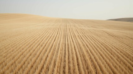 Naklejka premium Golden Wheat Fields Under a Clear Sky in Rolling Landscape