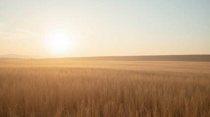 Golden Sunrise Over Tranquil Wheat Field at Dawn in Soft Light