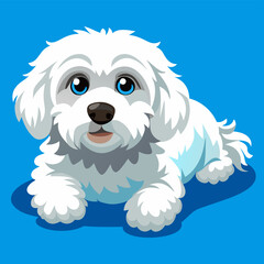 bichon frise dog isolated on white, Color vector illustration. Pet animal  