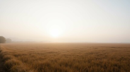 Fototapeta premium Morning Mist Over Golden Field at Sunrise with Soft Light Glow