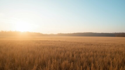 Golden Fields at Sunrise with Soft Light and Clear Blue Sky