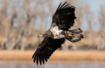Juvenile American Bald Eagle