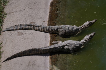 crocodile farm