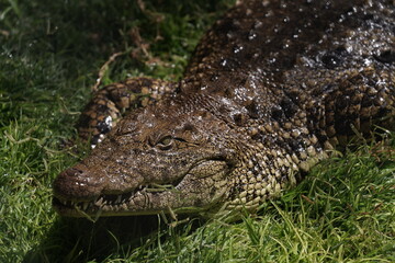 Obraz premium crocodile farm
