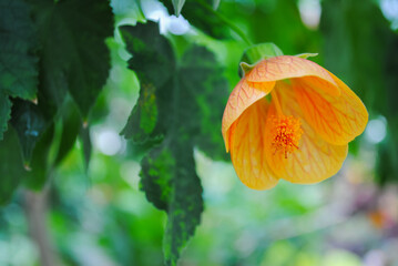 Close-up shot of a vibrant yellow tropical flower, showcasing its intricate petals and stamen, with a soft green background and natural light enhancing the floral beauty.