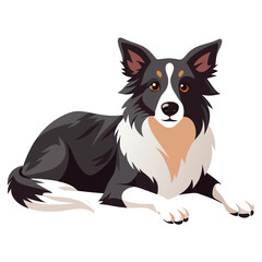 border collie dog isolated on white, Color vector illustration. Pet animal  