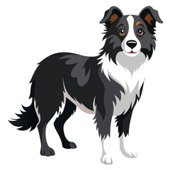 border collie dog isolated on white, Color vector illustration. Pet animal  
