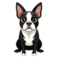 Boston terrier dog isolated on white, Color vector illustration. Pet animal  