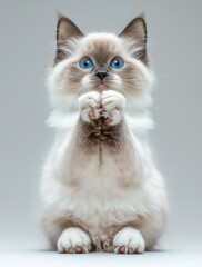Adorable fluffy kitten with striking blue eyes sitting upright and playfully raising its paws in a light gray background, perfect for pet-related content.