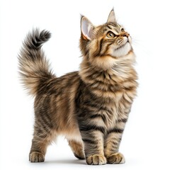 Obraz premium Adorable fluffy tabby kitten looking upwards with curious expression and striking features isolated on a white background