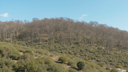 Fototapeta premium Serene Landscape of Leafless Trees on Rolling Hills Under Clear Sky