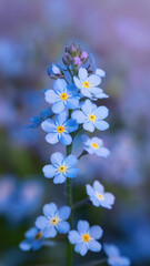 Vergissmeinnicht - Myosotis - Maush&ouml;rnchen -  Blau bl&uuml;hendes Vergissmeinnicht - Liebe, Treue und Zusammengeh&ouml;rigkeit (Kim)