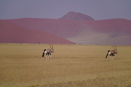 antilopa in the savannah
