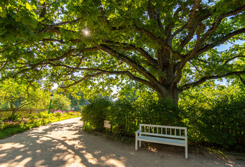 A huge oak tree in the Mikhailovskoye museum-estate in the Pushkin Mountains, Pskov region, Russia