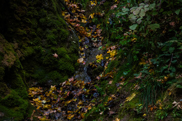 Fototapeta premium Water with leaves, stream of water with autumn leaves