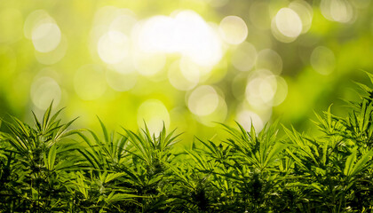 Obraz premium Background with marijuana plants, with space for text, place for text