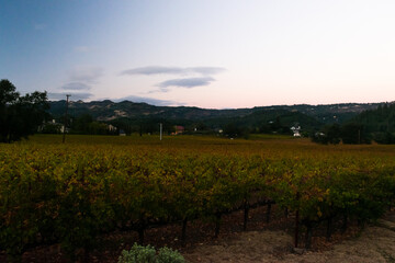 Fototapeta premium Vineyard rows with autumn leaves under a soft evening sky.
