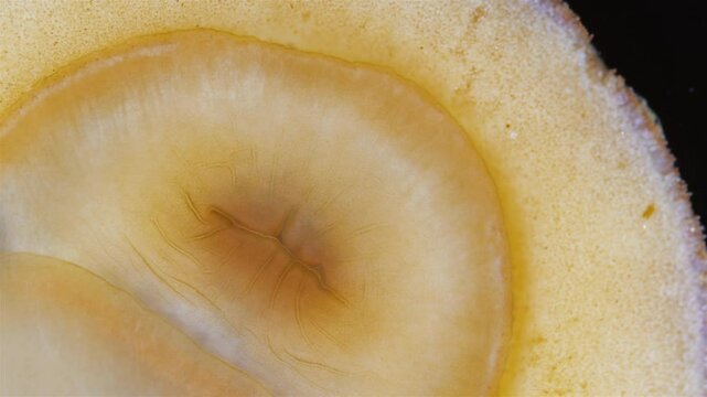 Mollusca Tonicella marmorea under microscope, order Chitonida. The video shows mouth and radula close up. White Sea