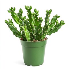 Green Cactus Plant with Numerous Branches in a Simple Pot