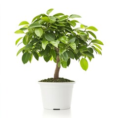 Obraz premium Lush Green Indoor Ficus Plant in White Pot for Home Decor