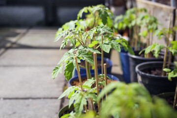 Hardening off tomato plants outside with defocused background. Multiple tomato plant seedling...