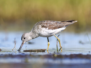 A Common greenshank wading in shallow water looking for food