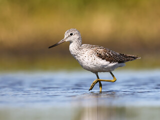 A Common greenshank wading in shallow water looking for food