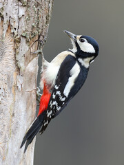 A woodpecker searching for food in a tree trunk