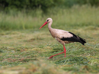 A white stork walking through a green meadow looking for food