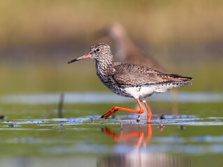 A Redshank wading in shallow water looking for food