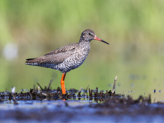 A Redshank wading in shallow water looking for food