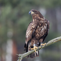 The white-tailed eagle sitting on a branch waiting for prey