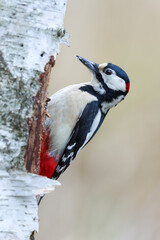 A woodpecker searching for food in a tree trunk