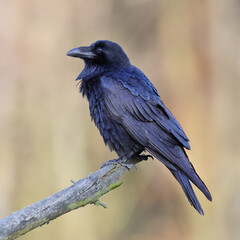 A black raven-bird sitting on a branch