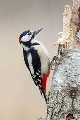 A woodpecker searching for food in a tree trunk