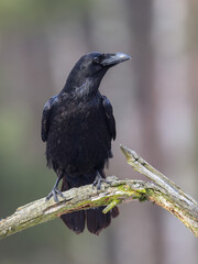 A black raven-bird sitting on a branch