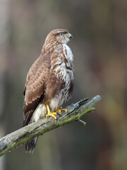 A common buzzard sitting on a branch waiting for prey